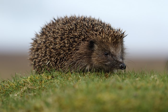 Hedgehog on a grassy hill