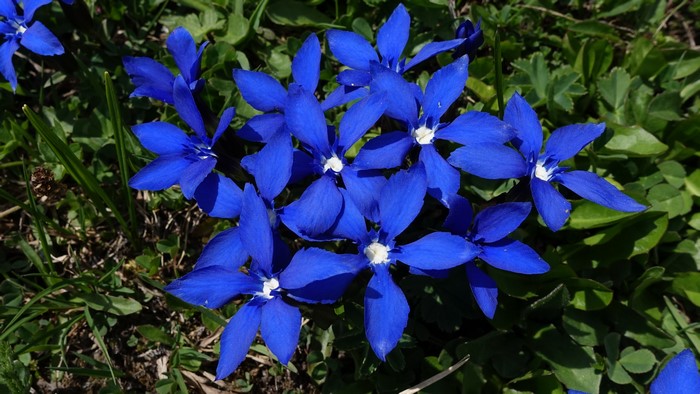 4K Blue Gentiana Flowers Closeup