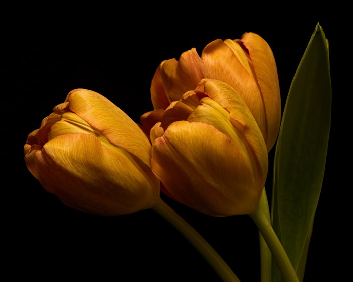 Three orange tulips on a black background