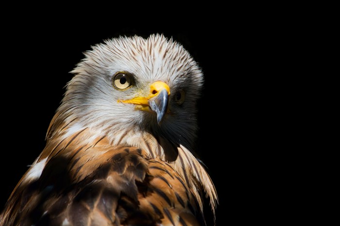 Red Kite bird with yellow beak