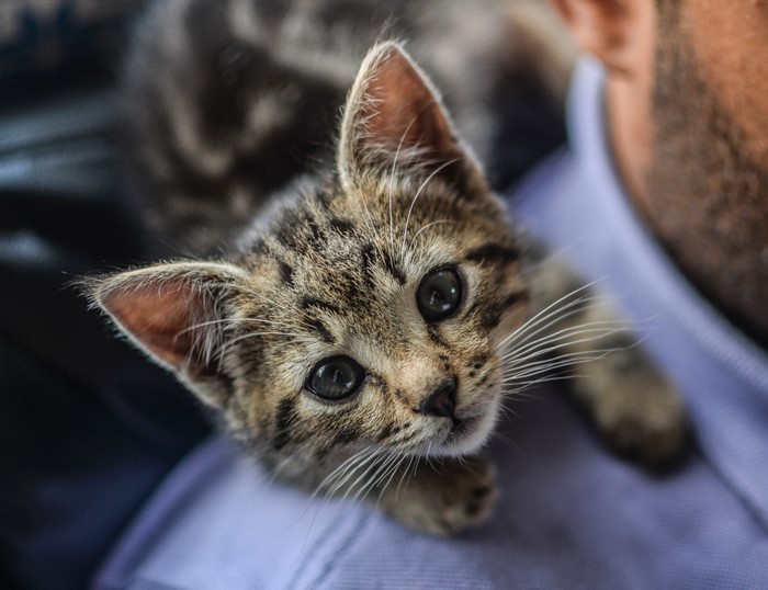 Kitten looking up at a person