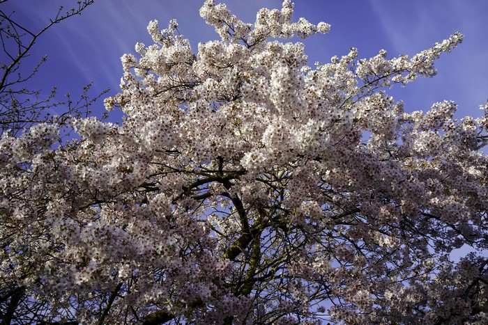 Cherry blossoms against a blue sky