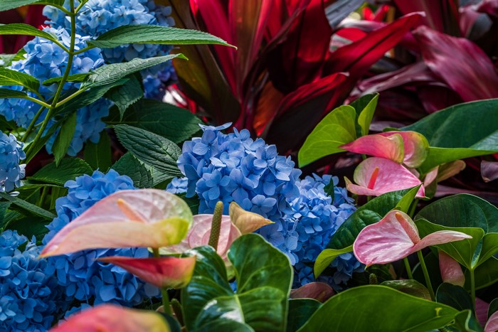 4K Anthurium and Hydrangea flowers