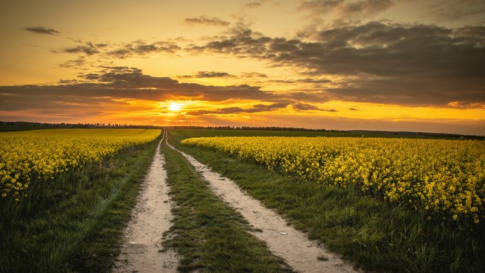 4K Rapeseed Fields Road Sunrise Sunset