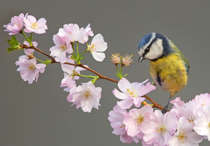 Blue tit on a cherry blossom branch