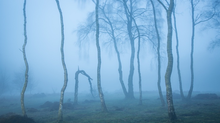Bare trees in a foggy forest