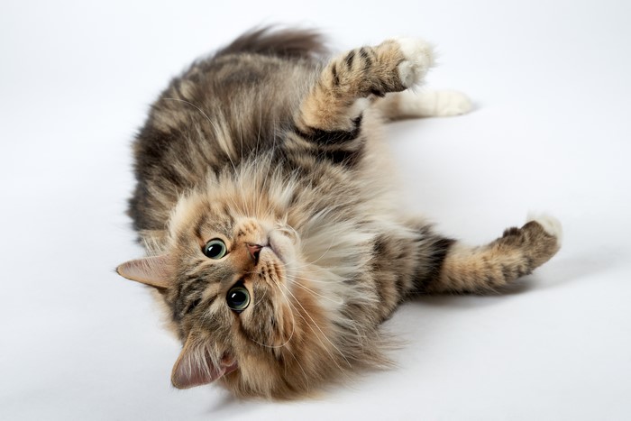 Tabby Cat Lying on White Background