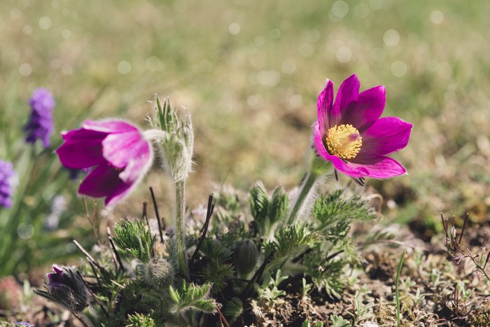 Purple Pulsatilla flowers in a field