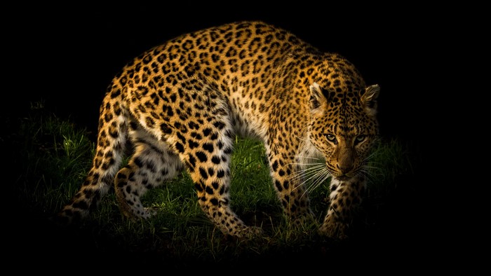 Leopard in the dark with grass