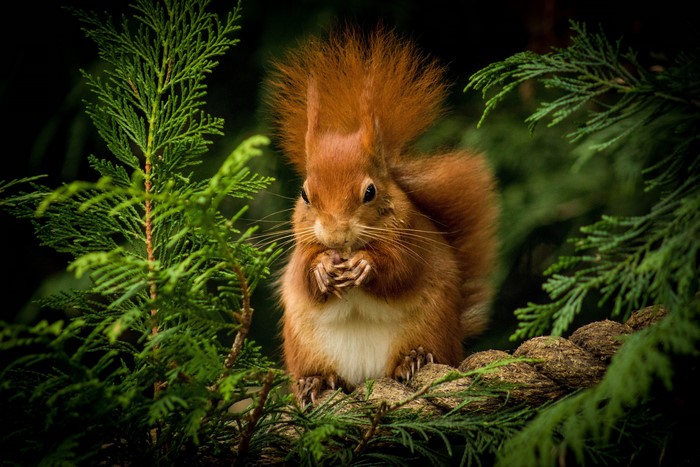 Red squirrel eating on a branch