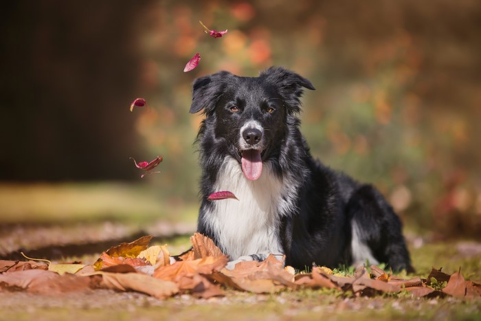 Border Collie lying down with falling leaves