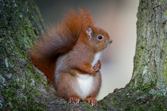 Red Squirrel Sitting on a Mossy Tree Branch