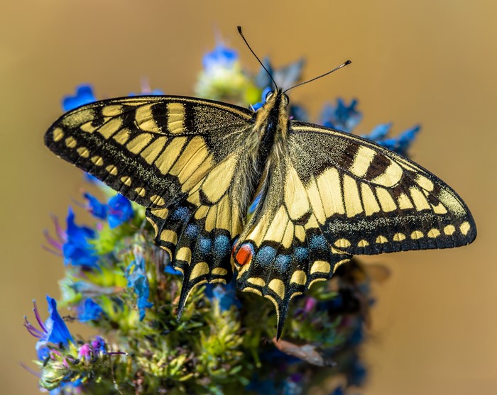 4K Papilio machaon Butterfly Closeup