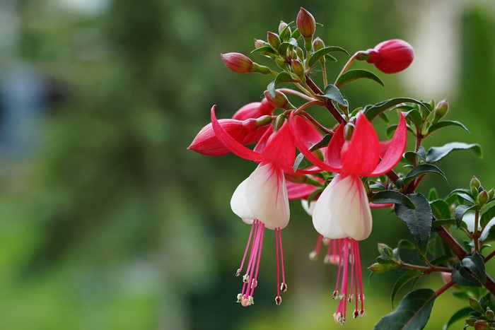 Close-up of Fuchsia flowers with bokeh background