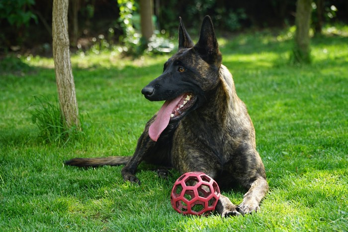 Dutch Shepherd dog with a ball on grass