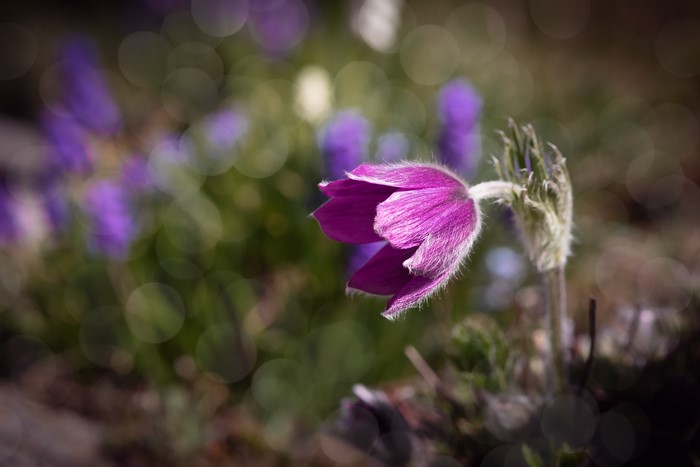 Purple Pulsatilla flower with bokeh background