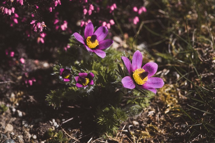 Purple Pulsatilla flowers with yellow centers