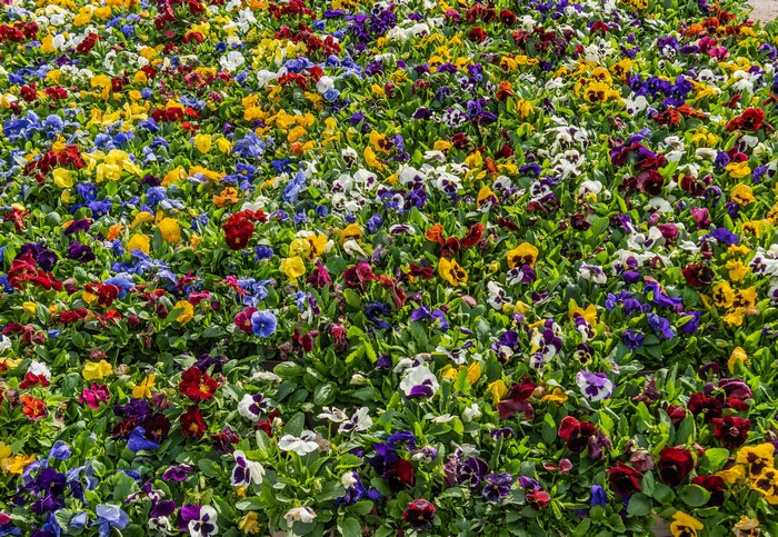 A field of colorful pansies in bloom