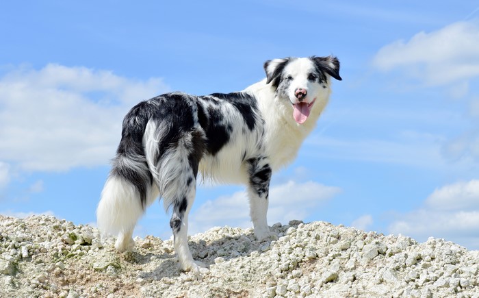 Australian Shepherd dog on a pile of rocks