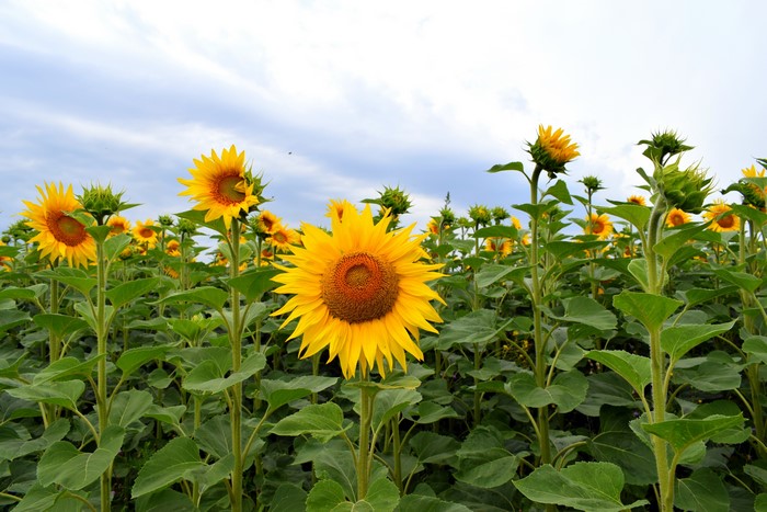 Sunflowers Field