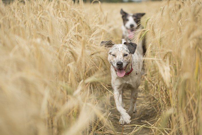 Two dogs running through a wheat field