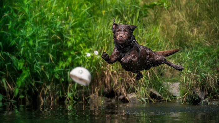 Brown dog jumping to catch a ball in water
