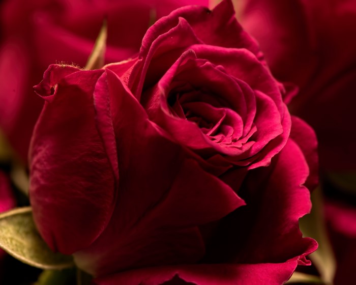 Closeup of Deep Red Roses