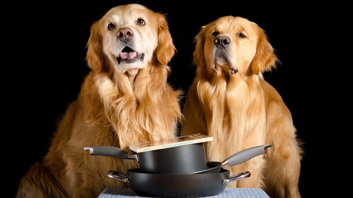 Two Golden Retrievers with Pots and Pans