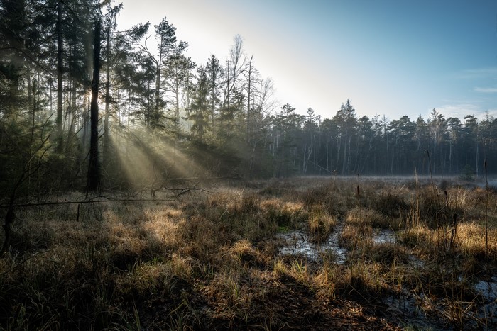 4K Rays of Light in German Forest Swamp