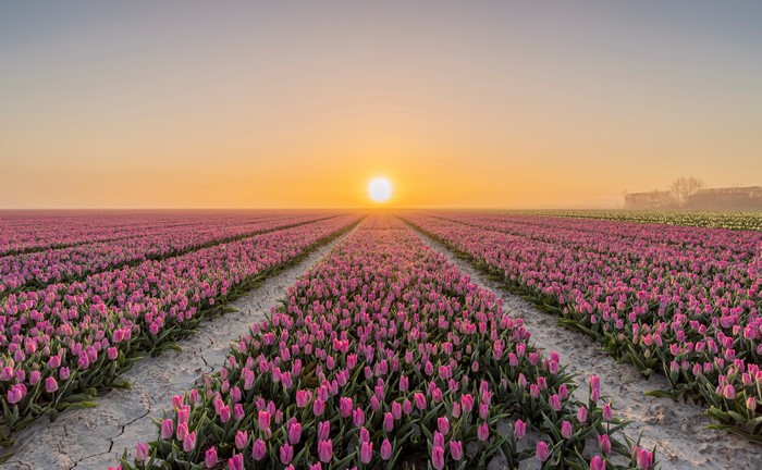 Sunrise Over Tulip Fields in Goeree-Overflakkee 4K