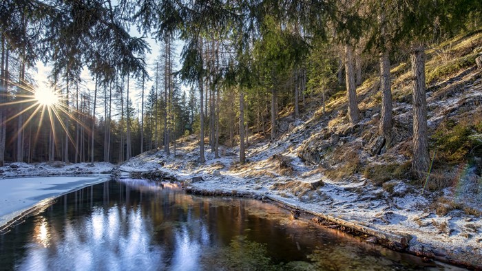 Forest with Sun Rays and Snow in Cortina d'Ampezzo