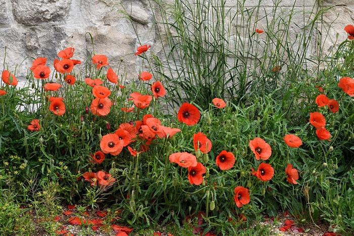 Field of red poppies against a stone wall