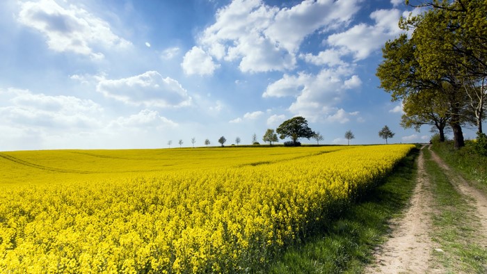 4K Rapeseed Field with Trees and Road