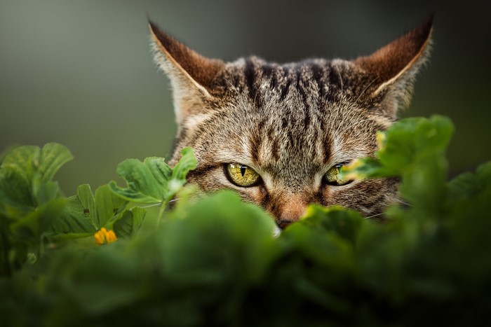 Cat peeking through green leaves
