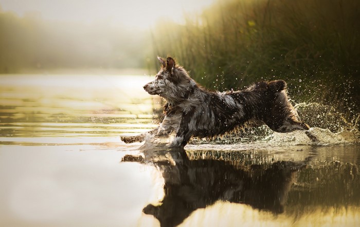 Sira the dog running through water