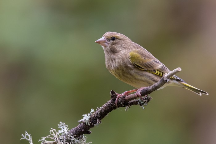 Greenfinch bird on a branch