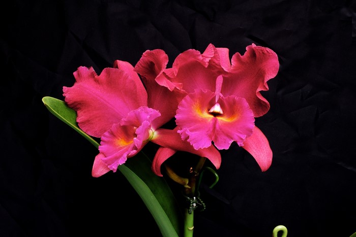 Pink Cattleya Orchid with ruffled petals