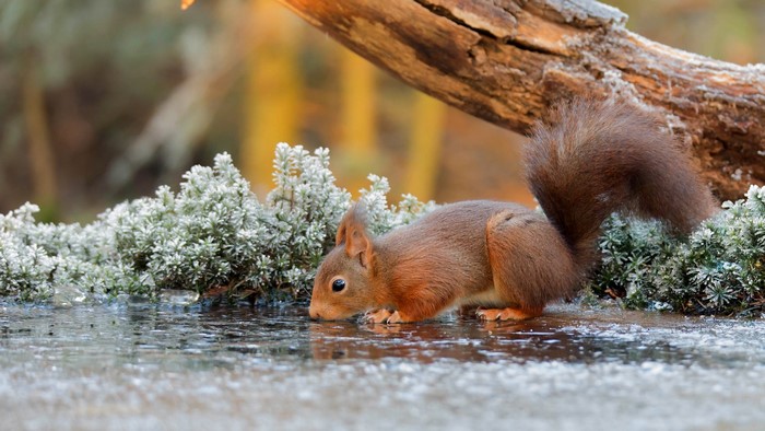 Red squirrel drinking water from ice in winter