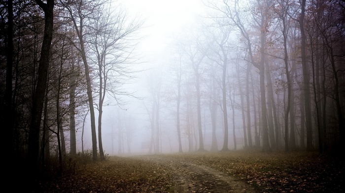 A foggy forest path with bare trees