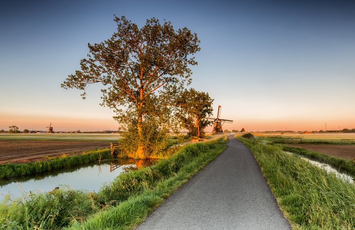 Windmills and trees along a road in Alblasserwaard, Netherlands