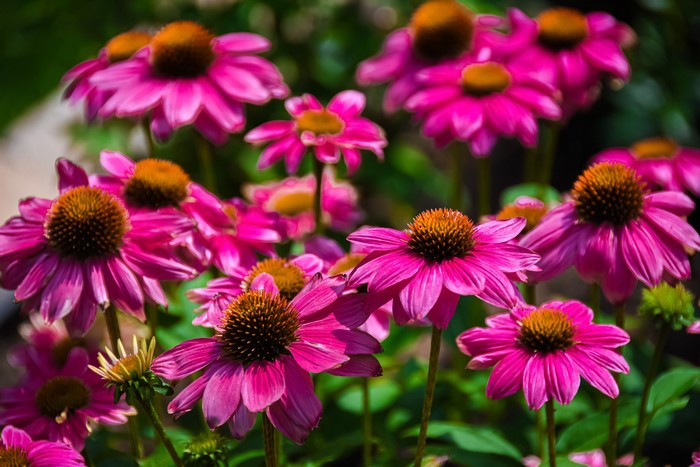 Many Echinacea purpurea flowers with bokeh