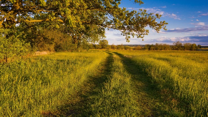 4K Summer Field with Tree Branches and Road
