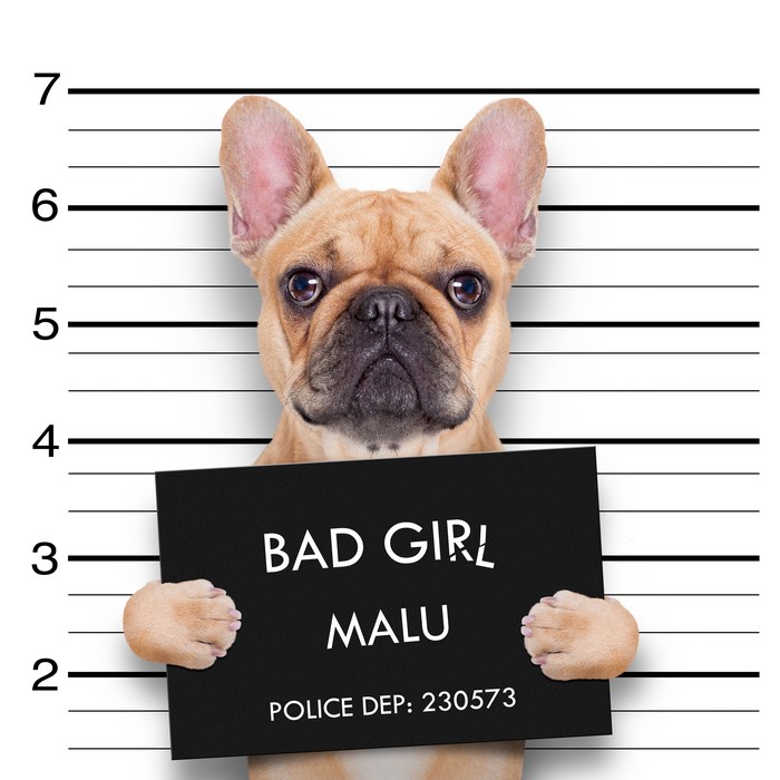 French Bulldog Mugshot