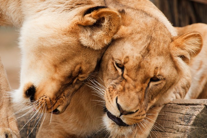 Two lions nuzzling closely together