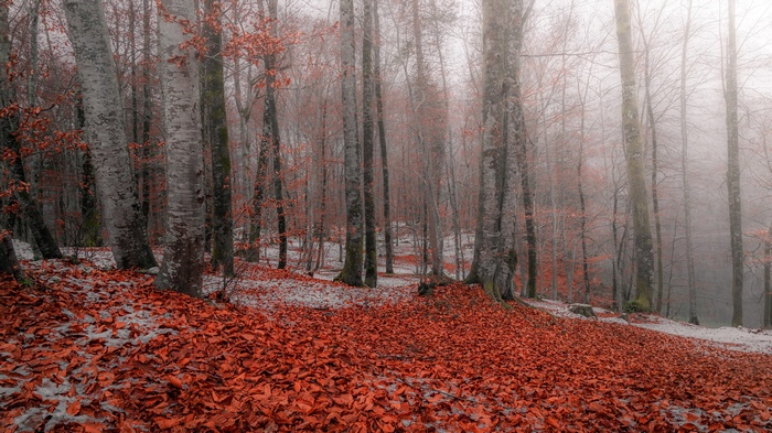Forest floor covered in red leaves and snow