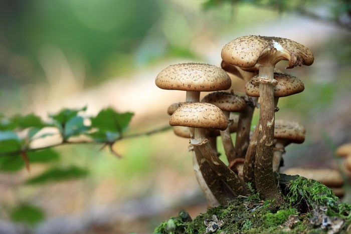 Honey agaric mushrooms in a forest