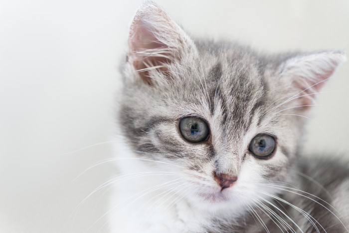 Kitten with gray background