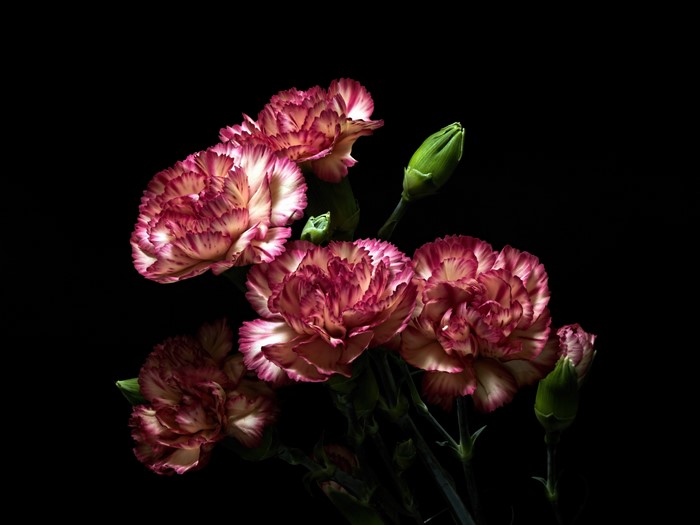 Carnations with buds on black background