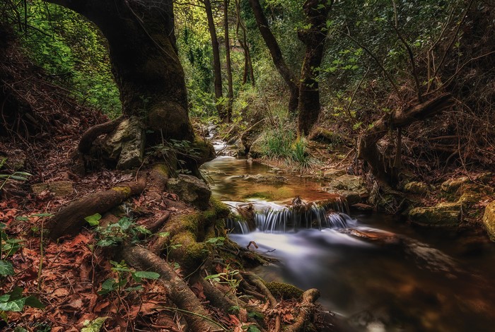 Forest stream with mossy trees and roots in Greece