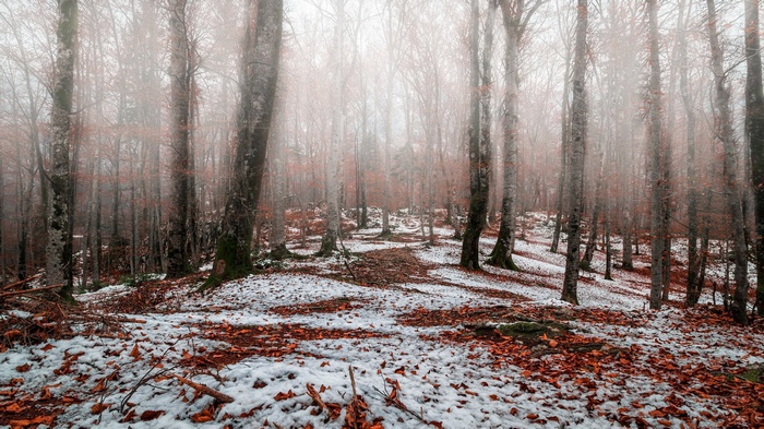 Foggy forest with snow and fallen leaves